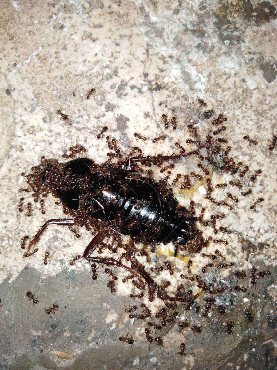 Ants eating cockroach
