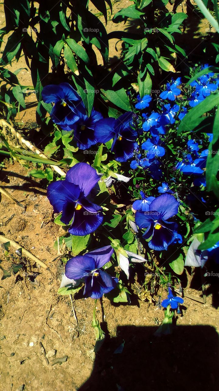 Beautiful blue pansy flower in garden
in sunny day