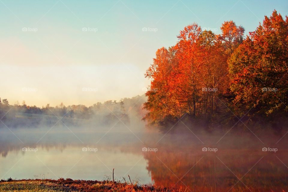 Orange by the Pond 