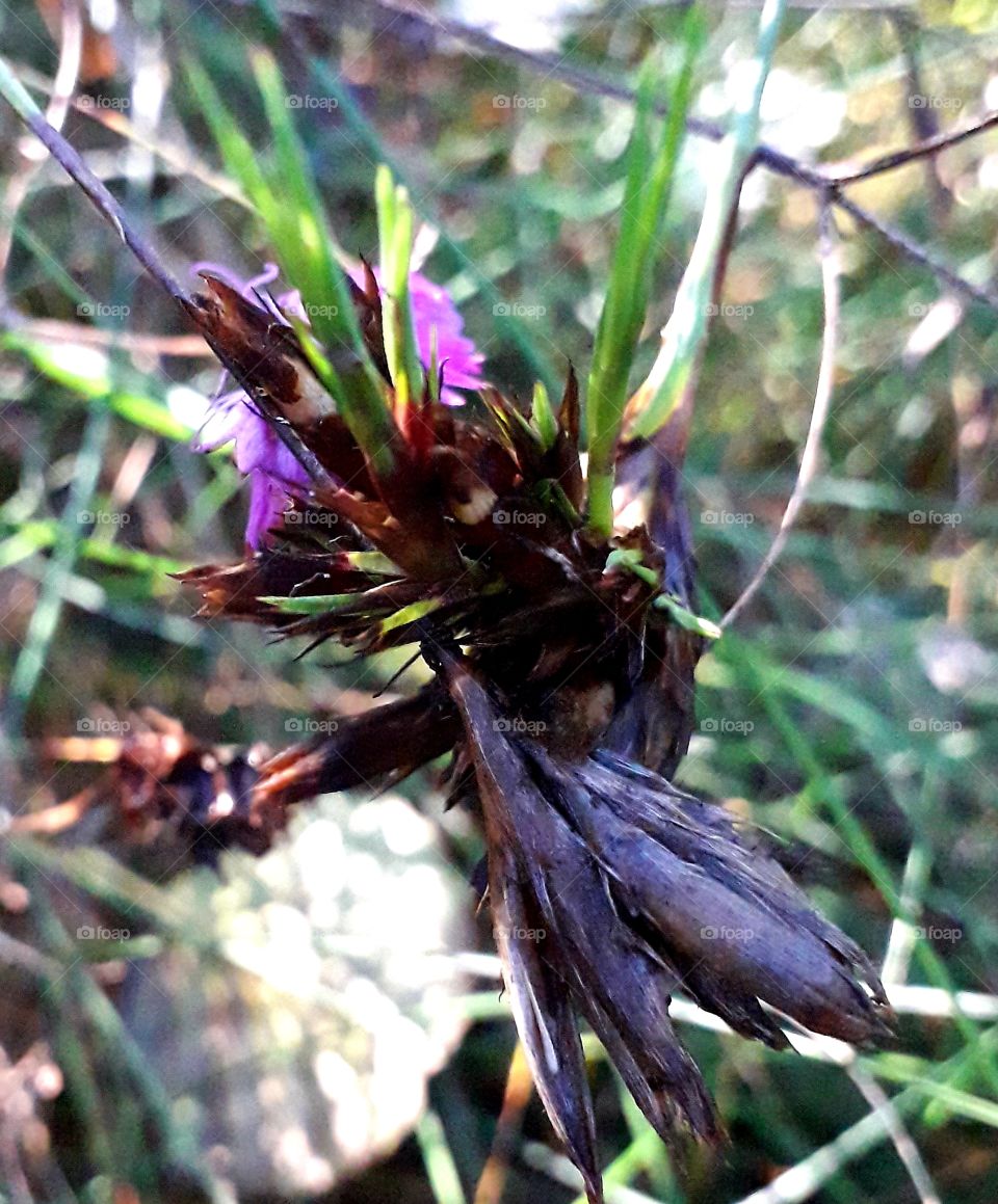 last purple flowers of meadow clover