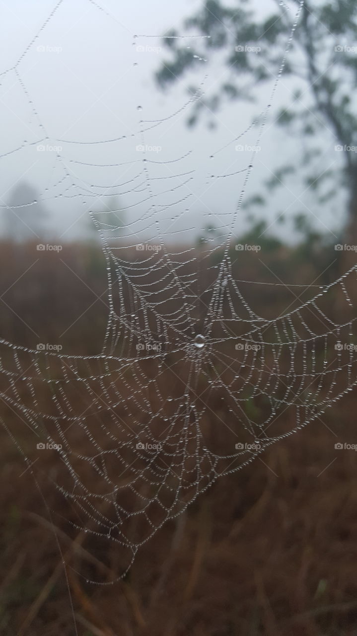 web