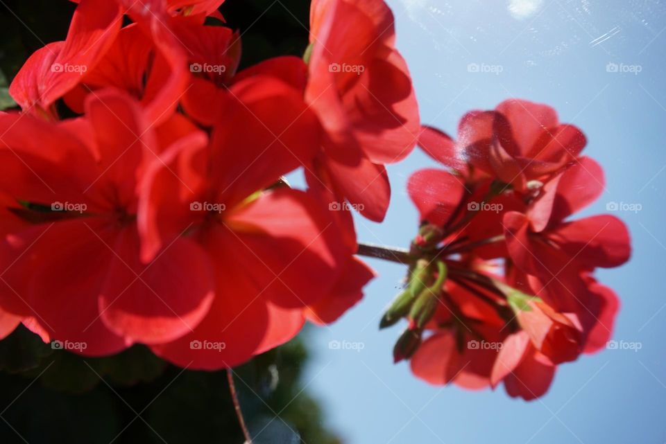 Flower#blossom#colors#mirror#nature