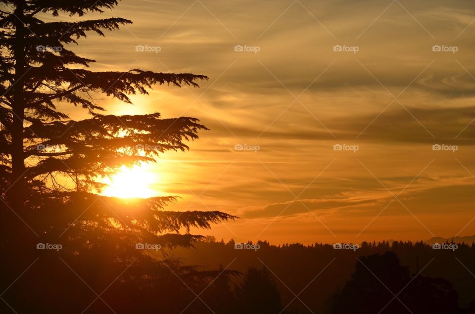 Sunset and Trees