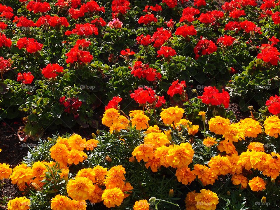 Yellow marigolds and red germaniums in a beautifully landscaped garden on a sunny summer day. 