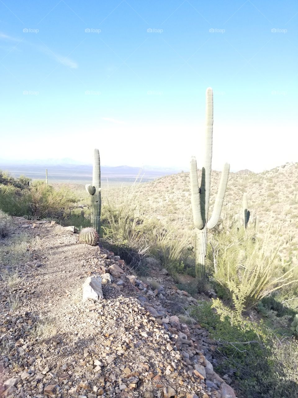 Sonoran Desert. King Canyon Trail.