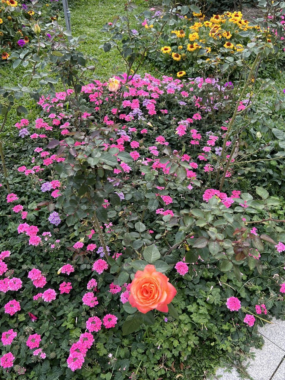 Many roses in Yuanshan Flower Expo Park Taipei