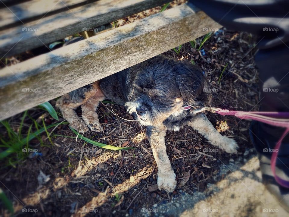 Resting in the Shade