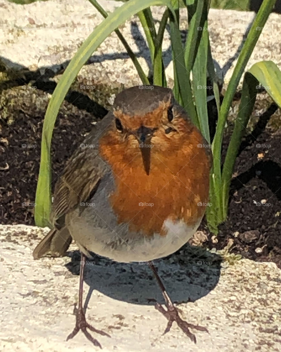 Robin