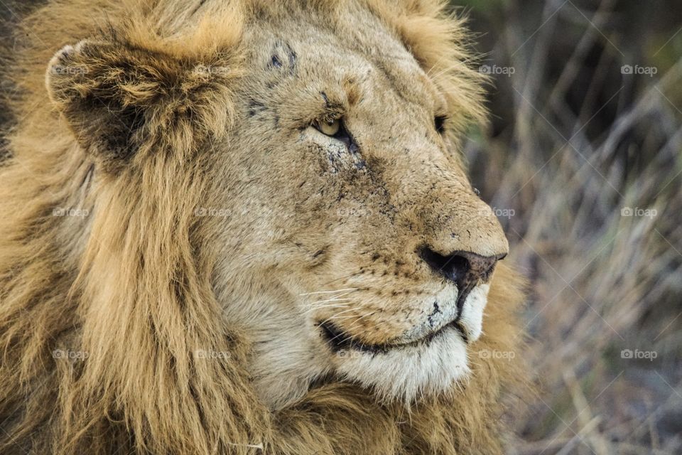Male lion in South Africa 


