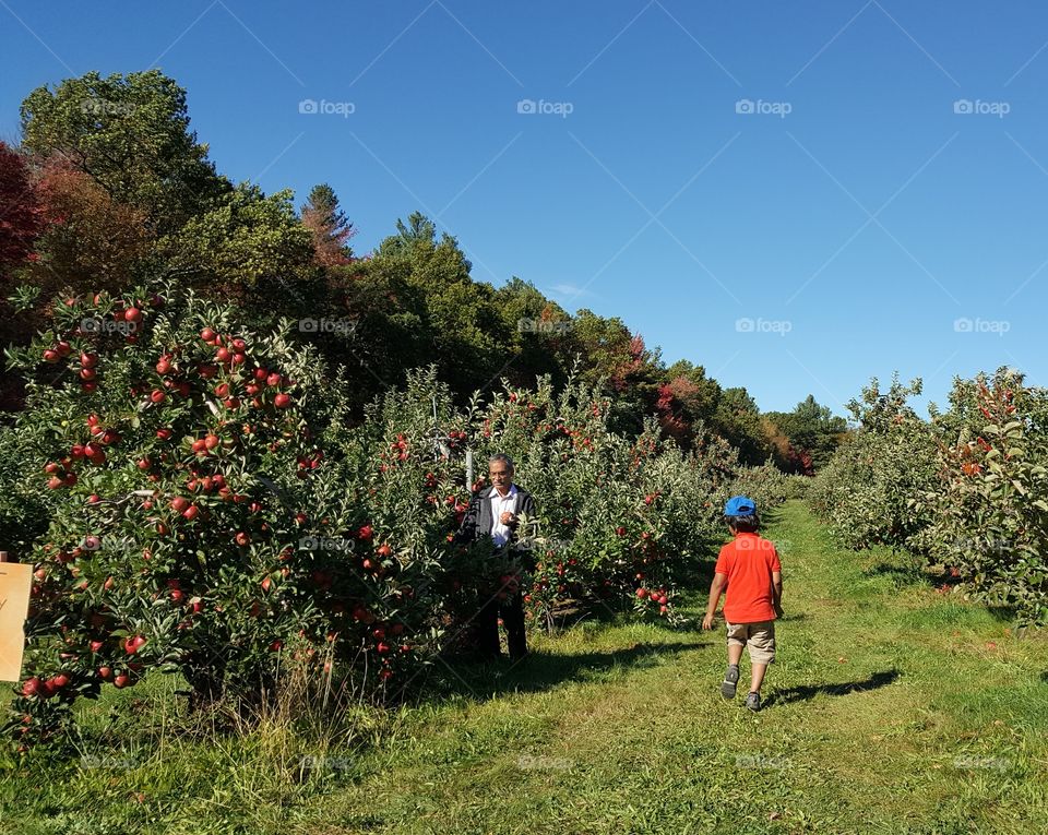 Apple orchard