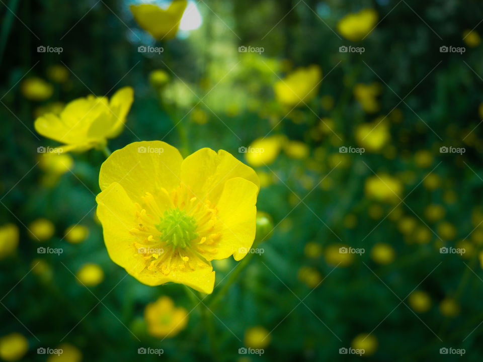yellow flower. yellow flower