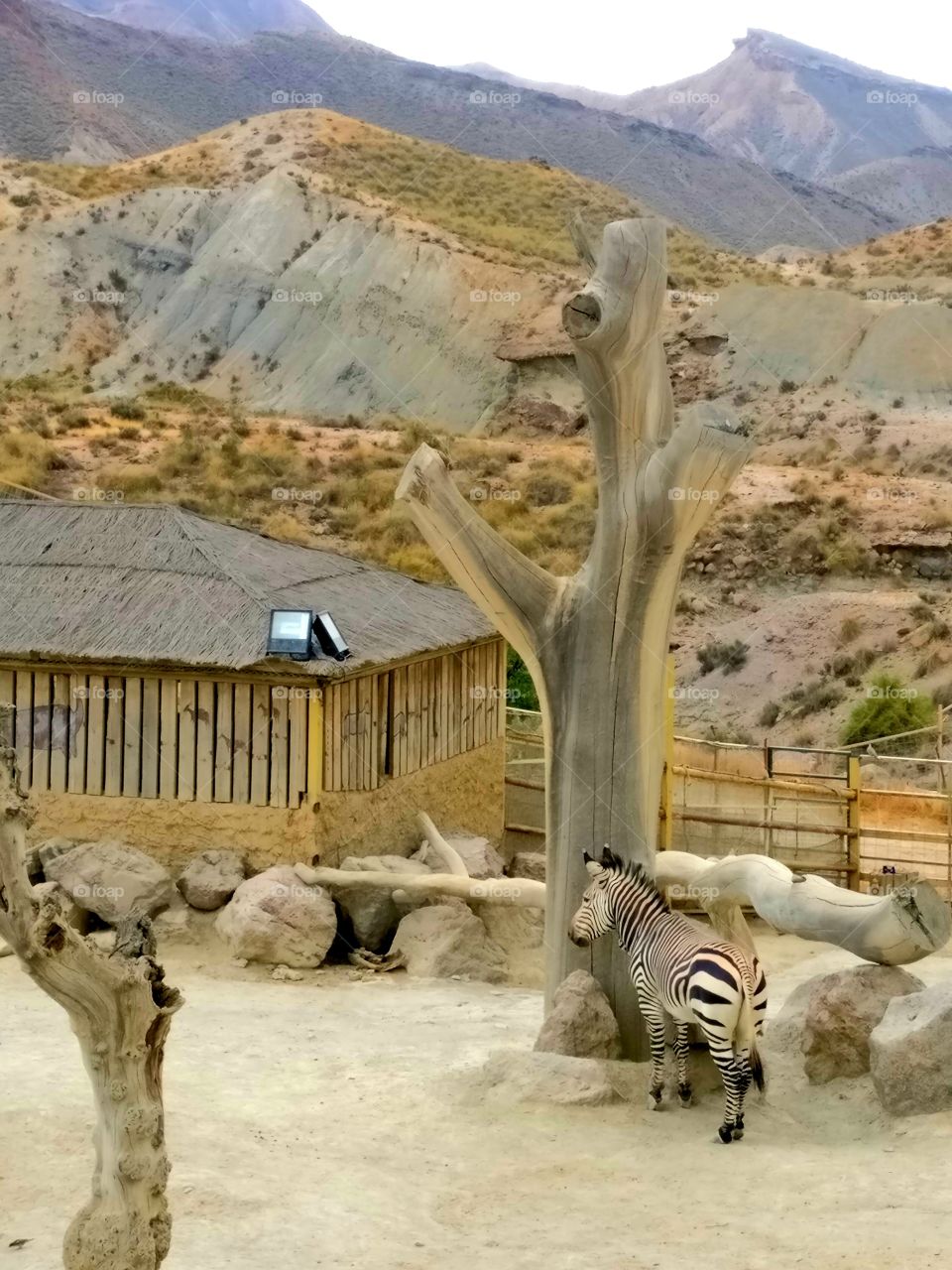 Zebra in the Desert of Taberna