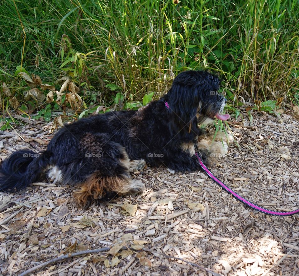 Zanna Enjoying Some Shade