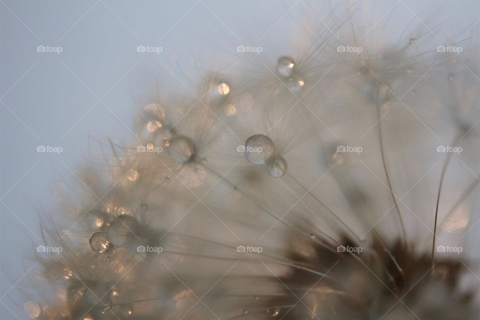 Dried dandelion with water drops