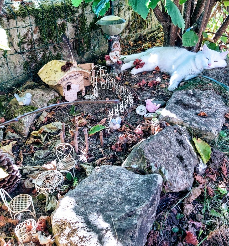 My cat sleep with the sun