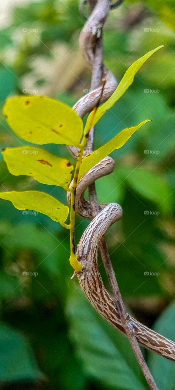 Wisteria branches.
Ramos da Glicínia