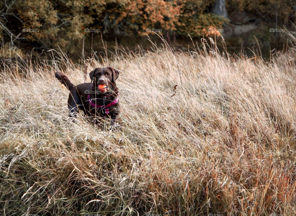 Chocolate Labrador dog in yellowing grasses and orange colors on a cool autumn day 