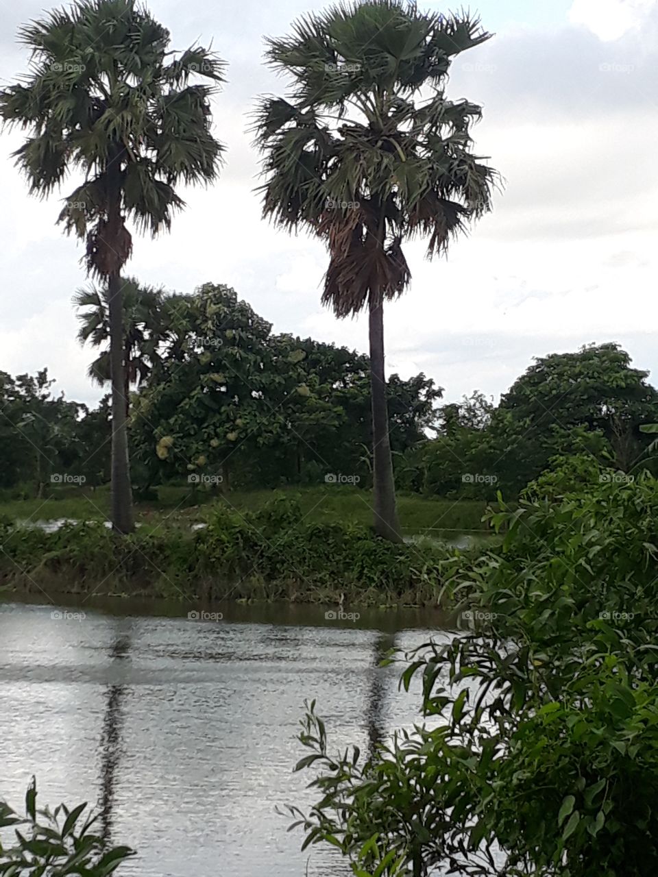 Beautiful tree's in Indian village Purdy
