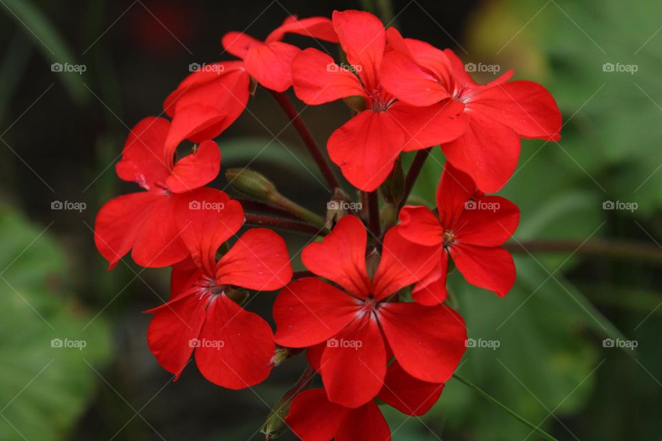 Close up of a red geranium flower