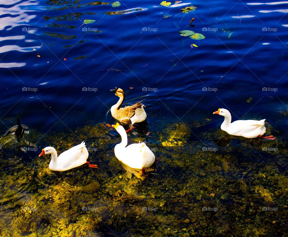 Nature 