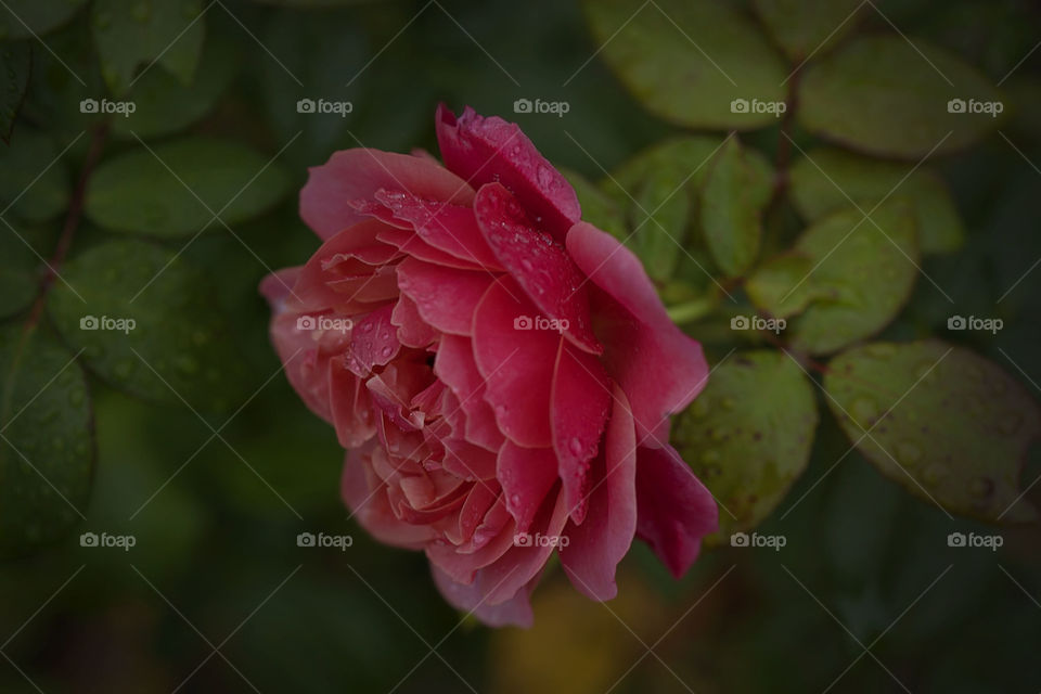 portrait of a rose flower in autumn