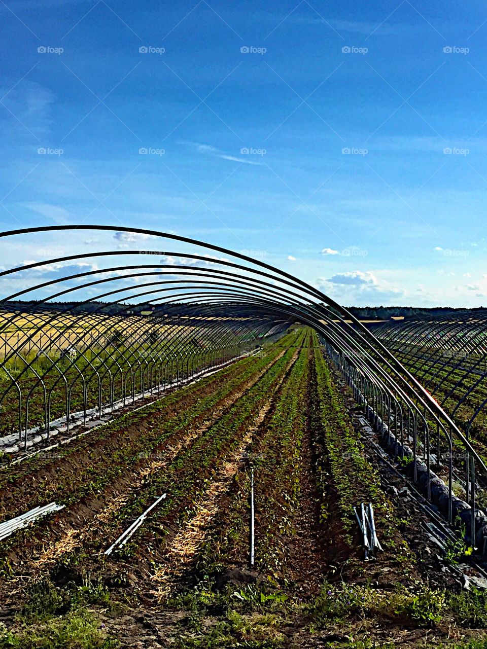 Rows of Strawberry planter!