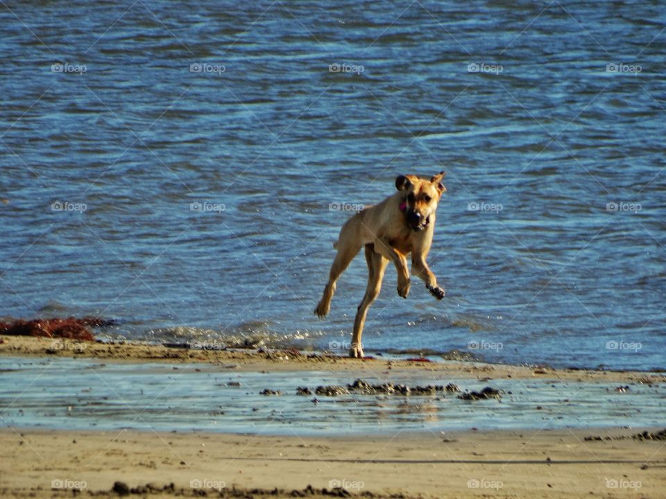 Dog Running On The Beach
