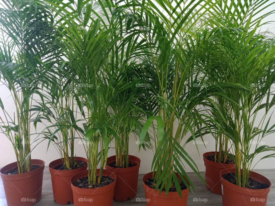 Areca Palm - Home Plant - Indoor Exclusive Tree