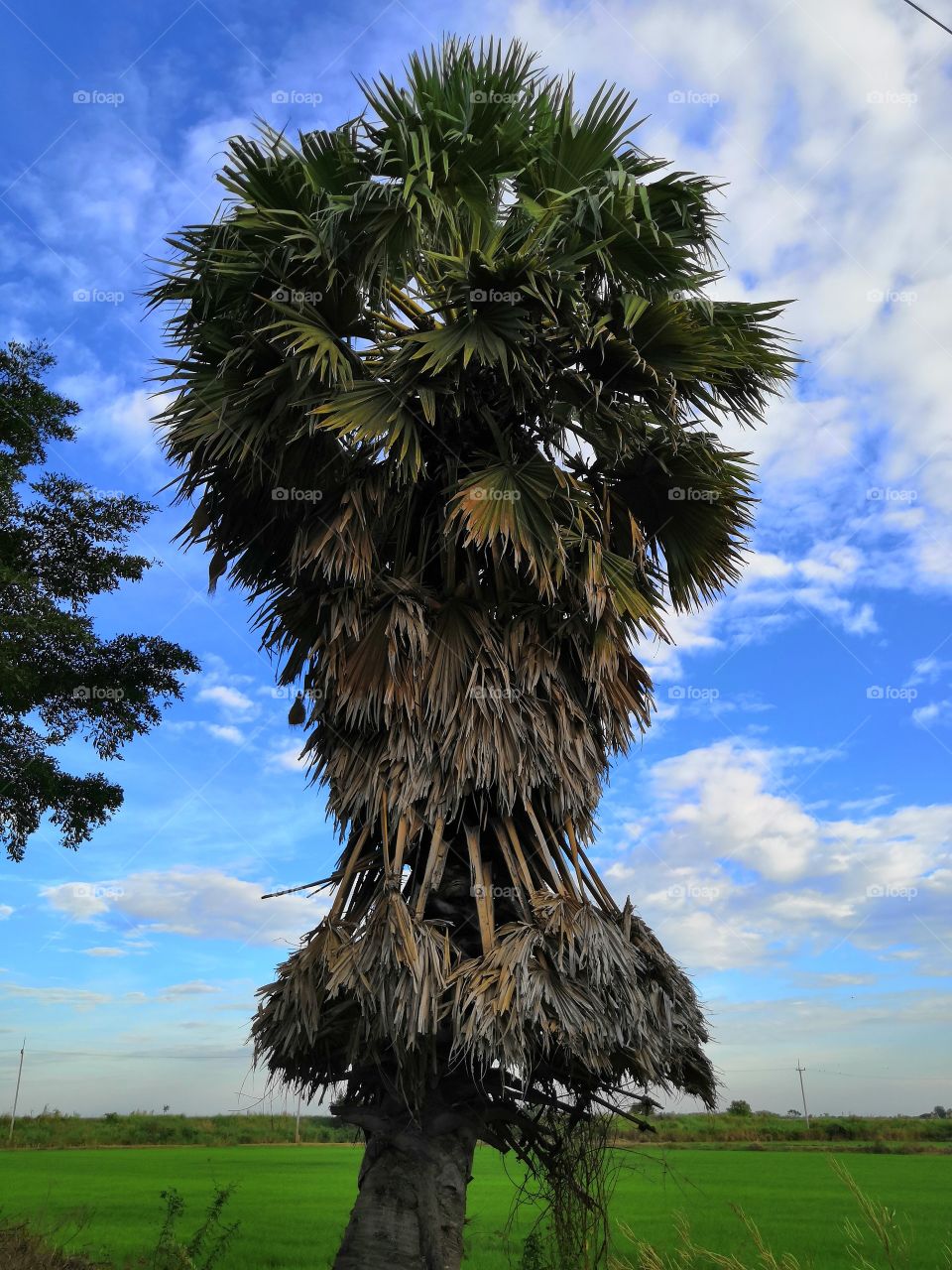 Sugar palm