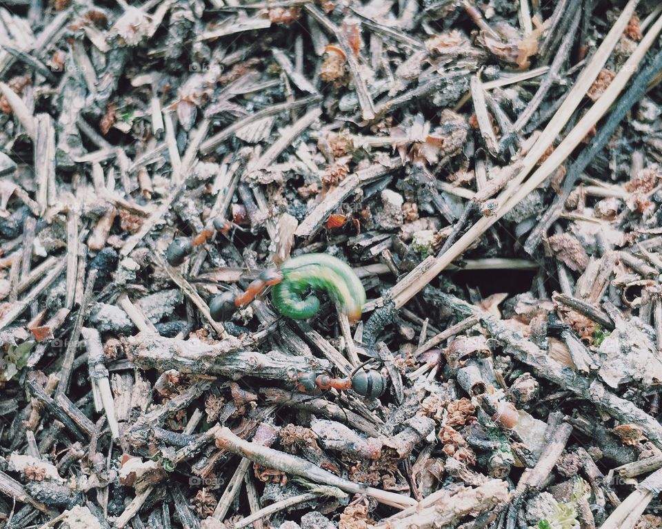 Ants finding a worm 