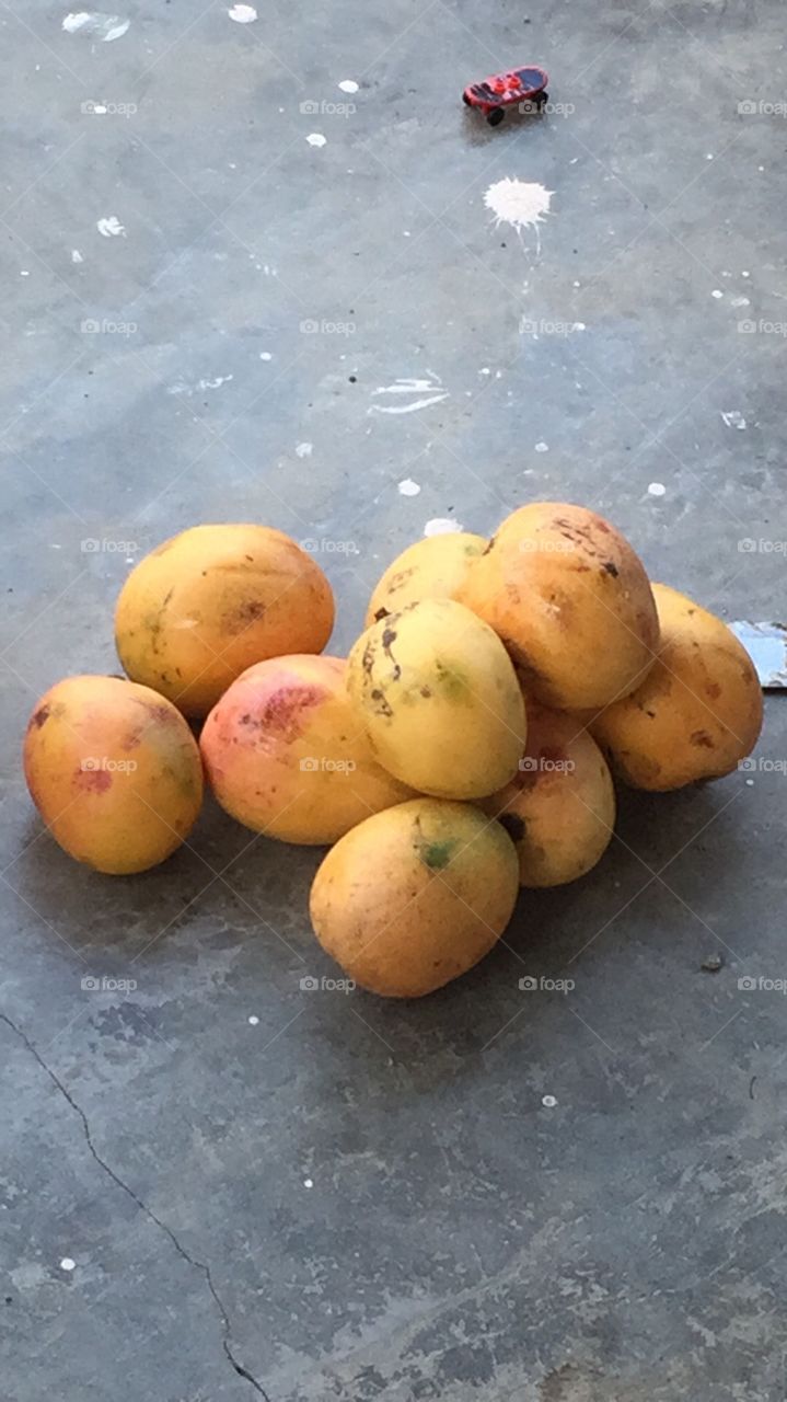 Mango straight from the tree