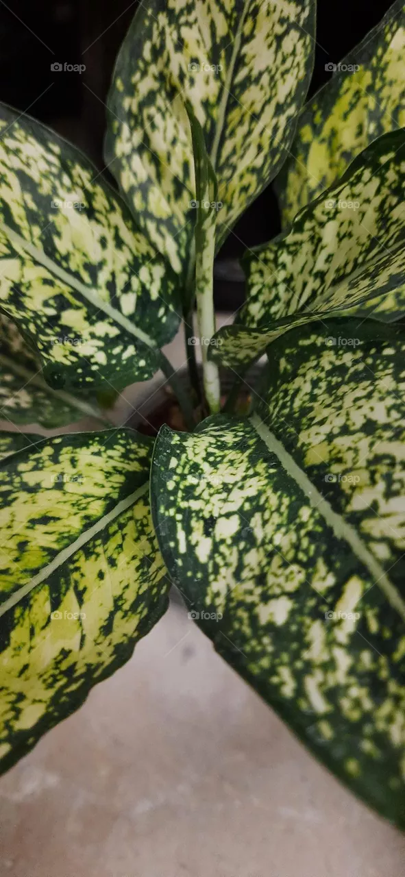 nature