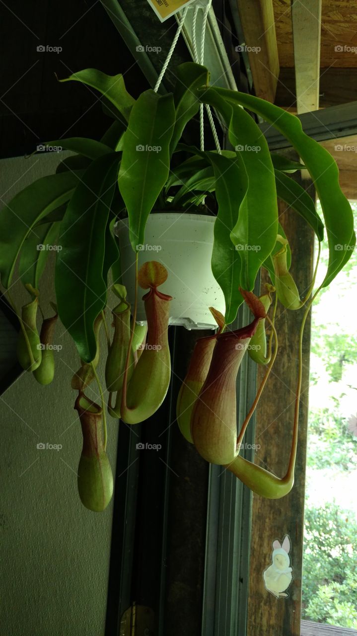 pitcher plant