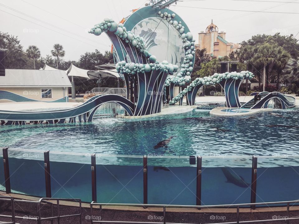 Seaworld's dolphin show 