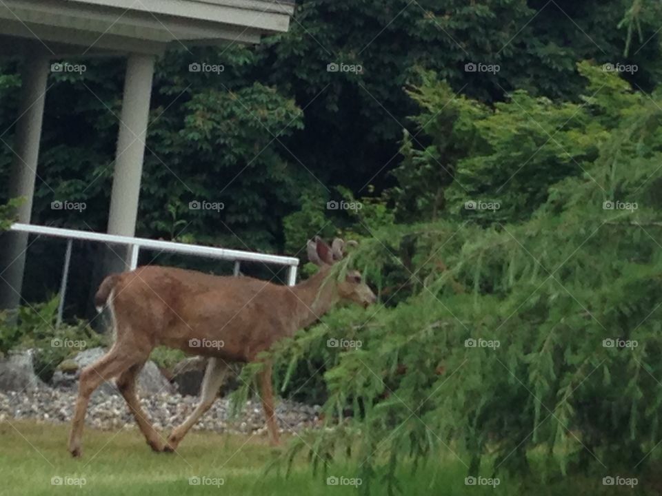 Deer in the suburbs. Deer in residential area