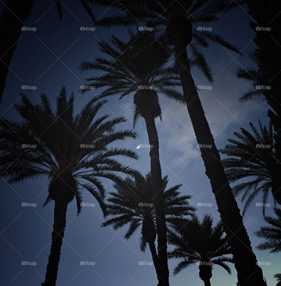 Crescent moon seen in a grove of Palm trees