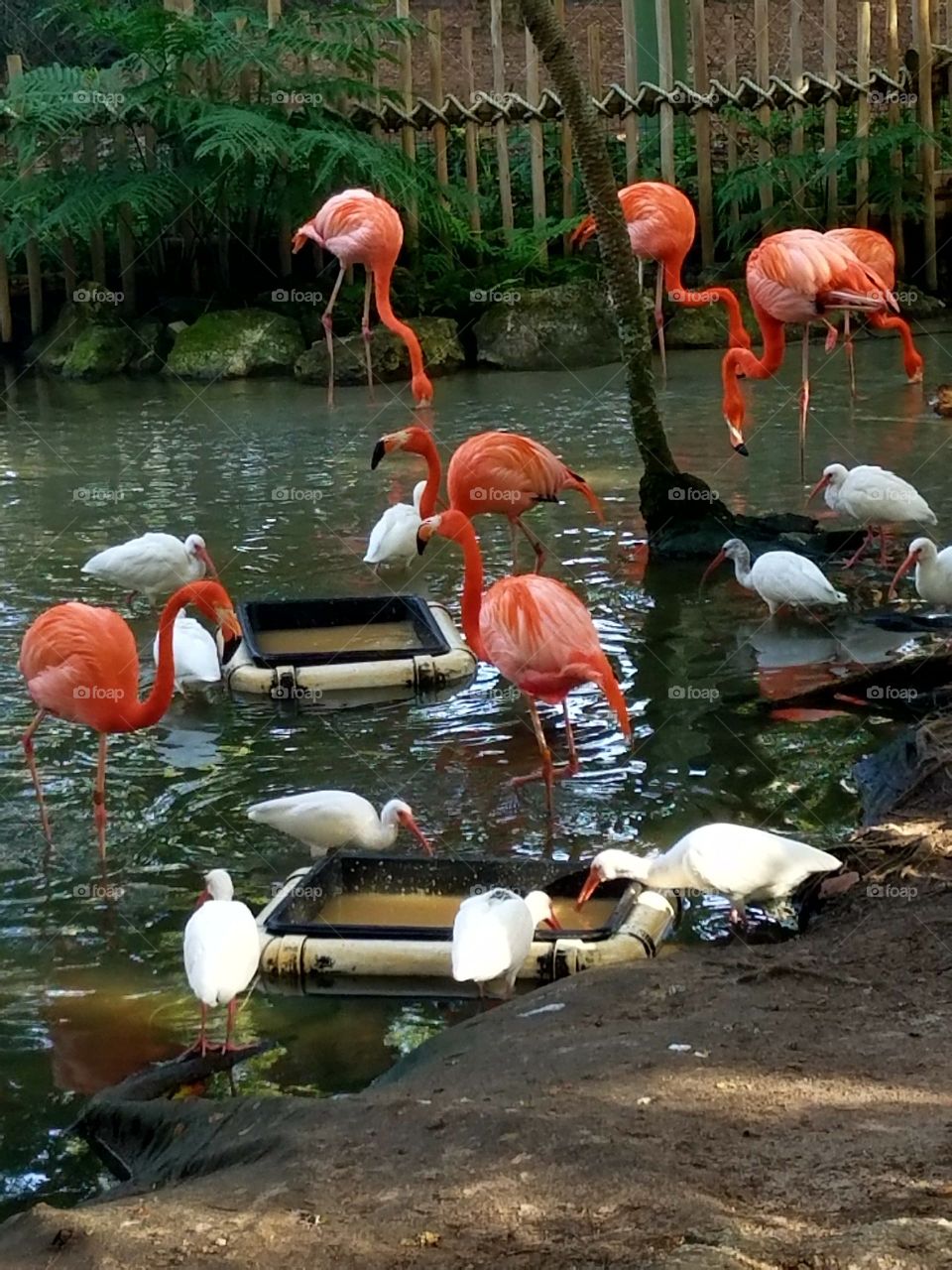 Bird, Water, Wildlife, No Person, Flamingo
