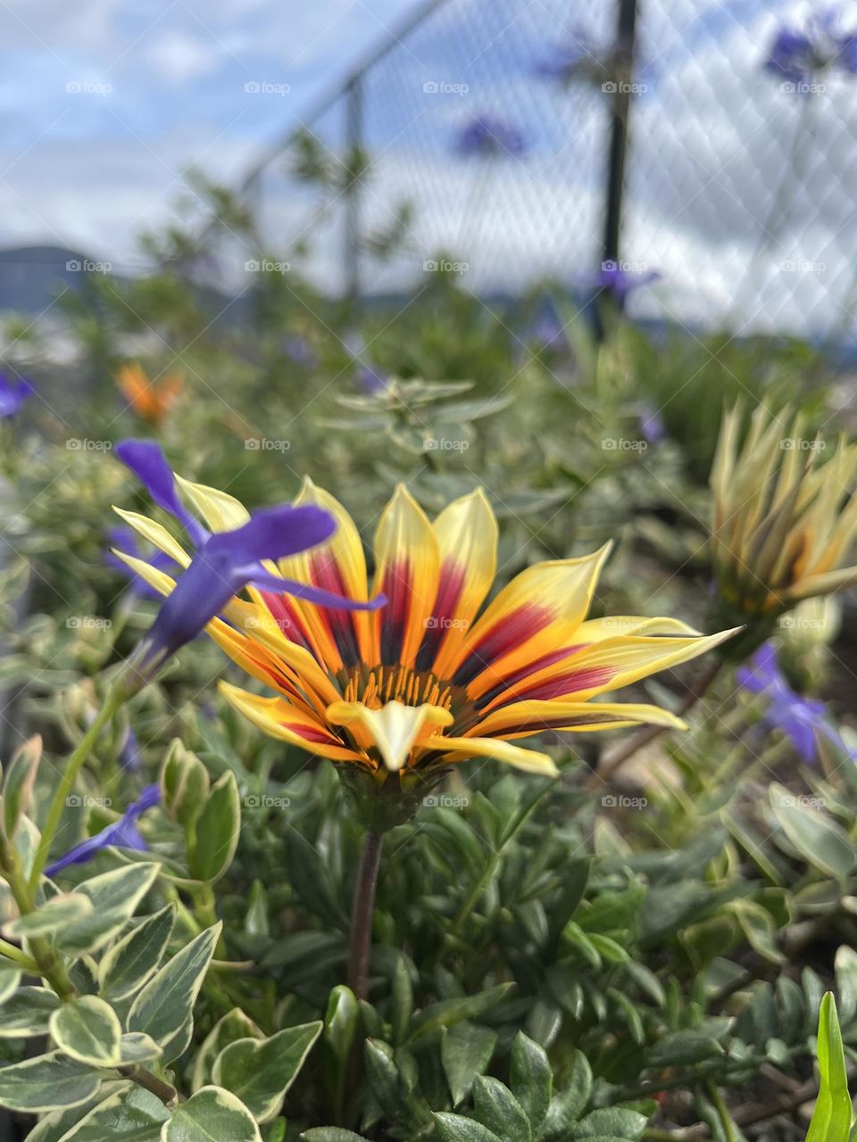 Some flowers and some plants