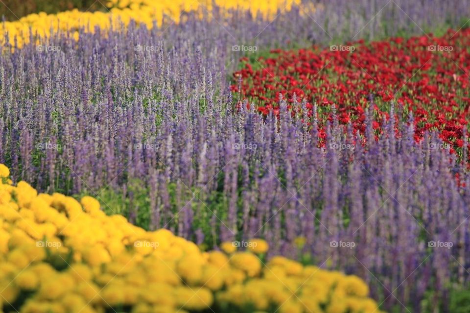 Colorful flowers