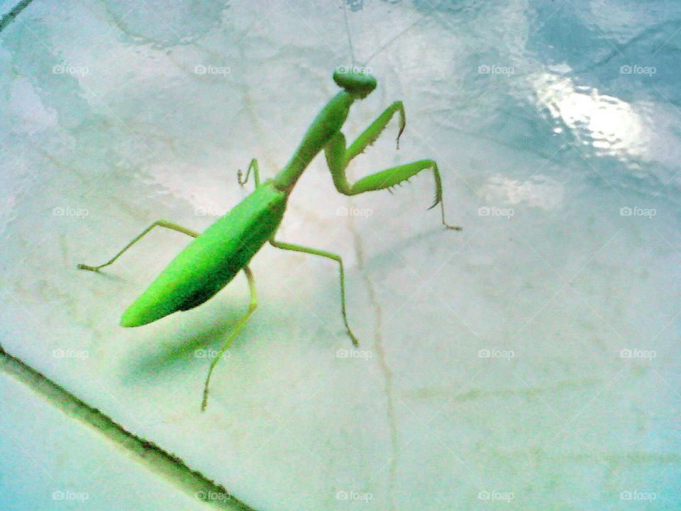 praying mantis