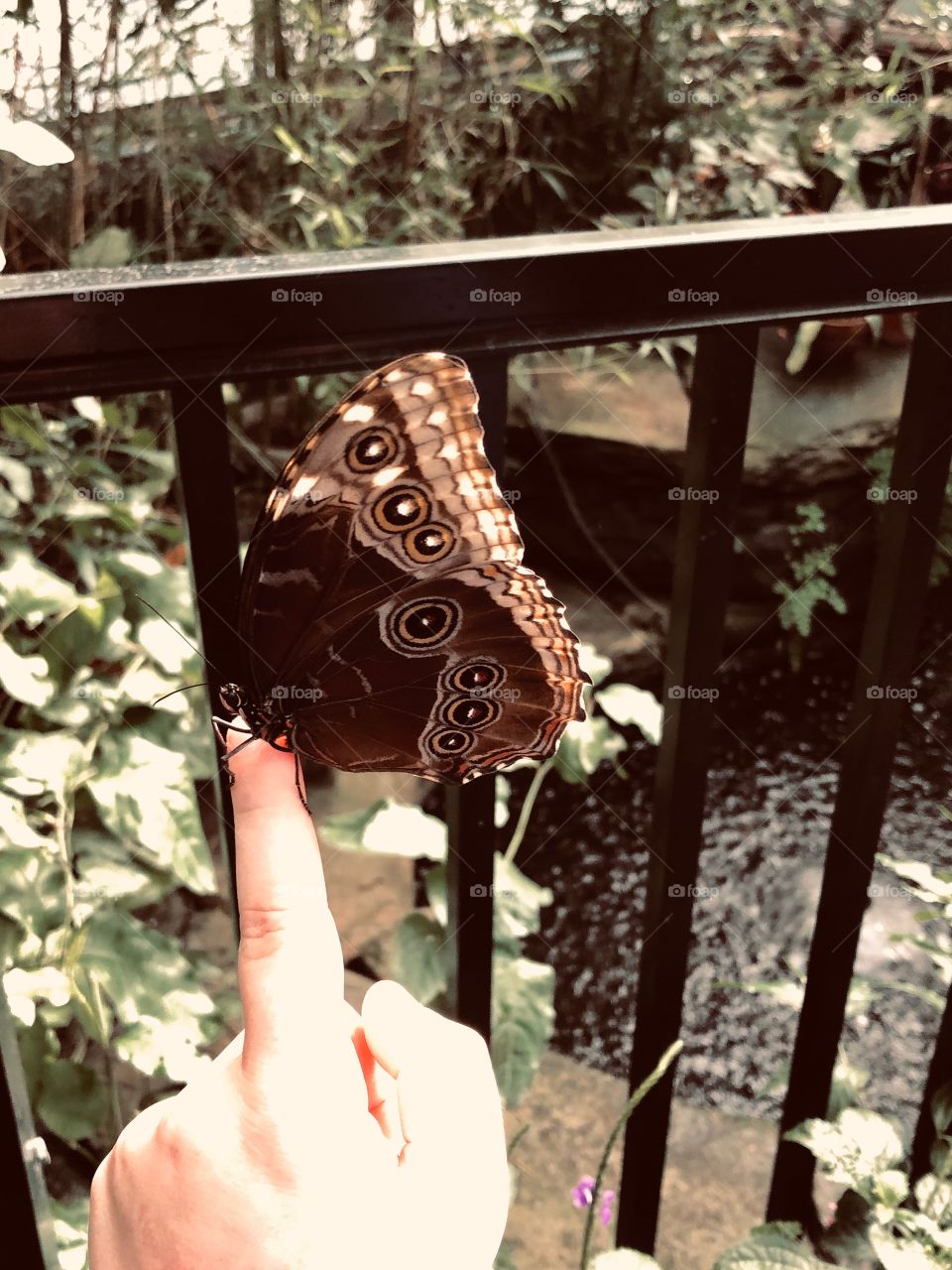 Butterfly on finger