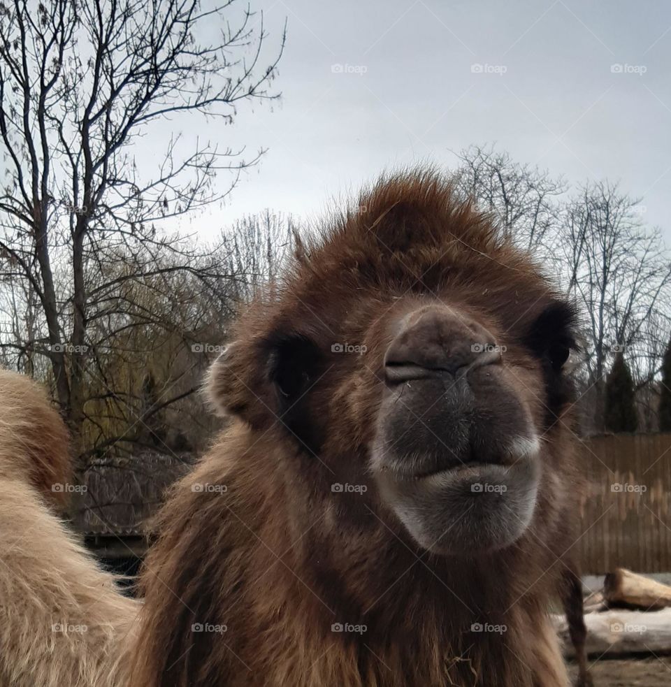 just a camel looking at me