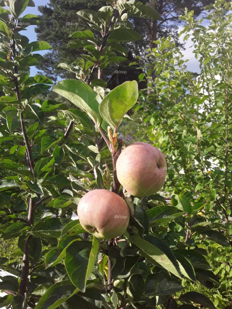 Äpfel Sibirien