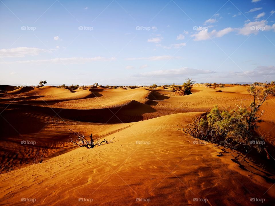 Pure Sahara