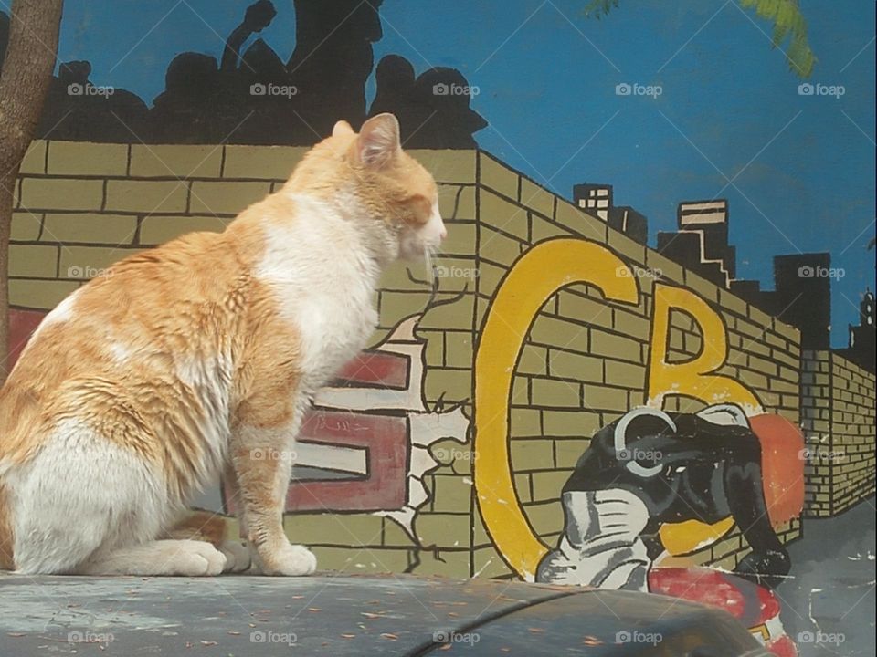 Beautiful cat on car looking at painting wall.