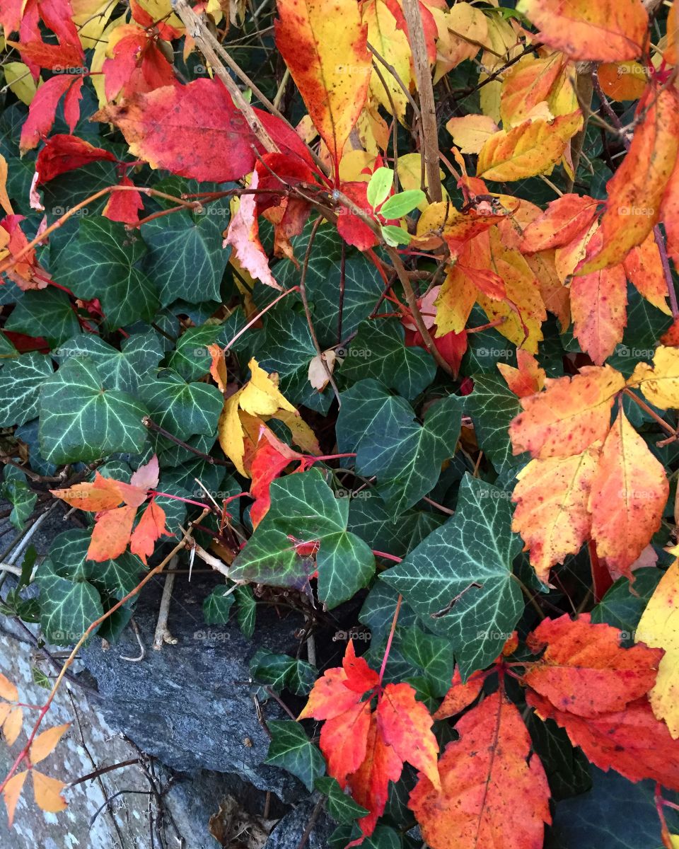 Fall. Close-up, colored leaves.