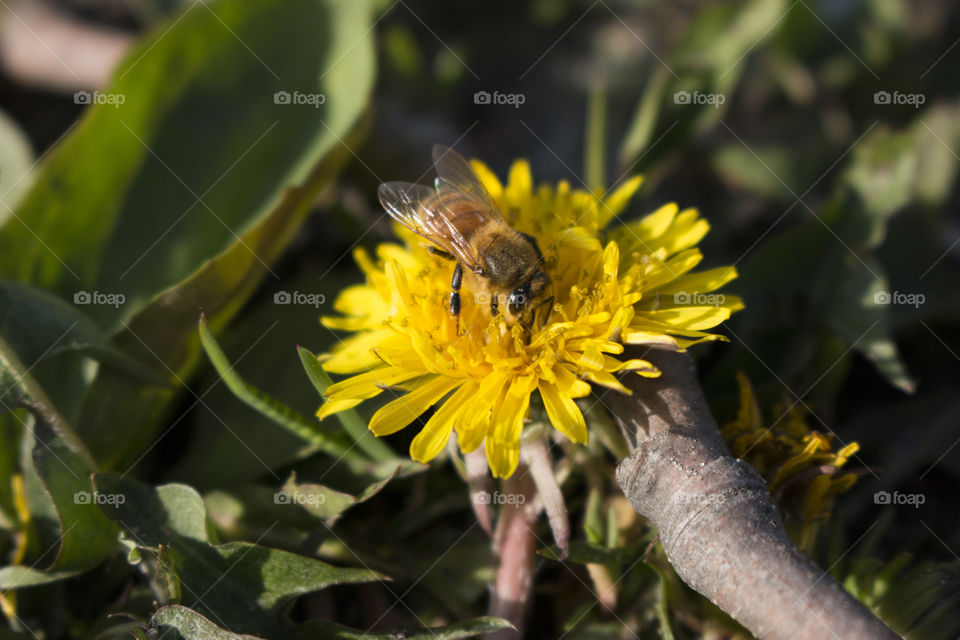 Bee on a Dandilion