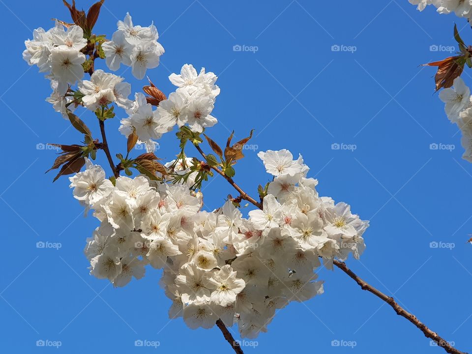 blossom Hyde Park