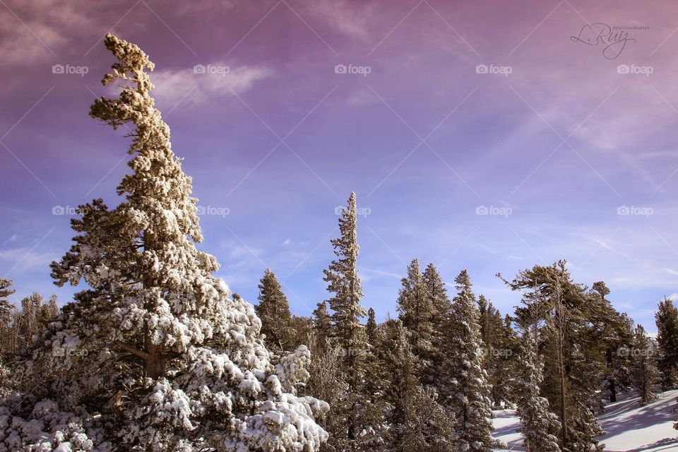Pines get snow