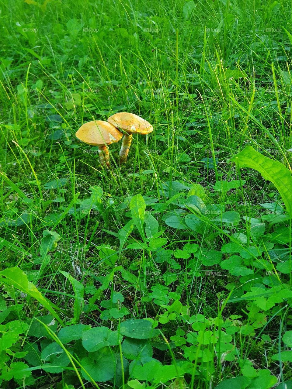 Yellow mushrooms in the park, Estonia.